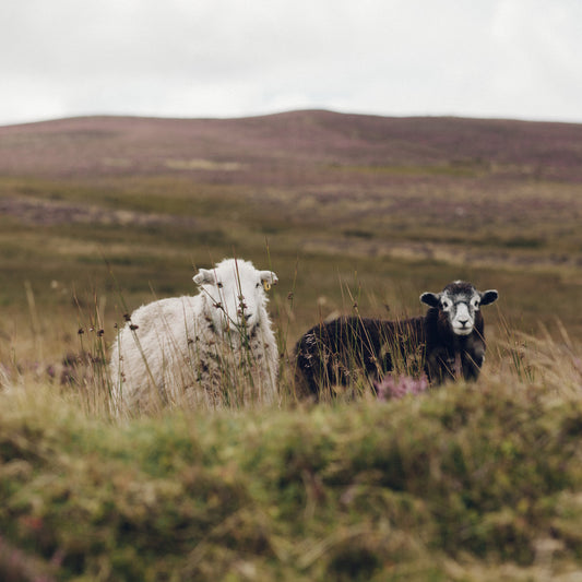 Cumbria