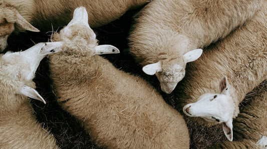 The Season of Wool | Celebrating the Fibre This Autumn